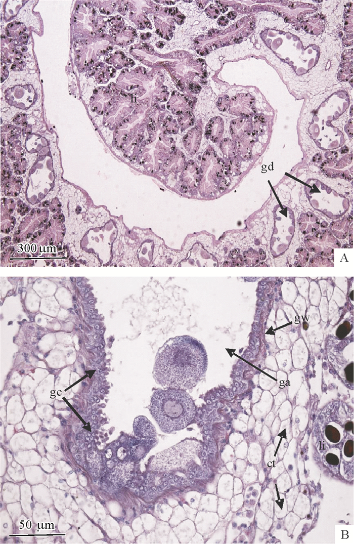 福寿螺卵巢发育与卵子发生的组织学研究