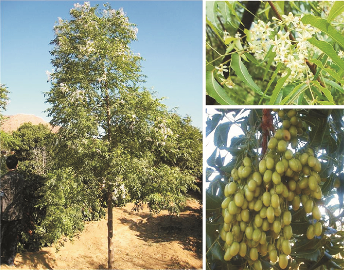 印楝树及其花和果figure   the tree, flower and fruit of neem