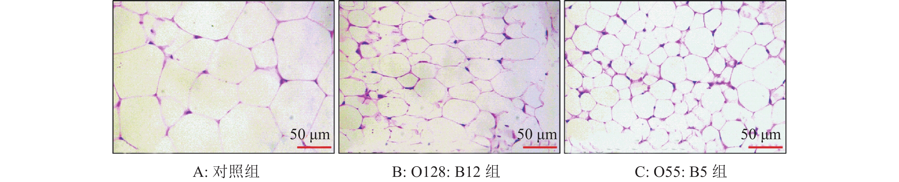 小鼠皮下脂肪he染色图figure   he staining of subcutaneous